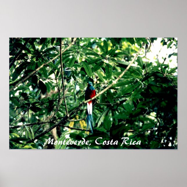 Quetzal, Monteverde, Costa Rica Poster (Framsidan)
