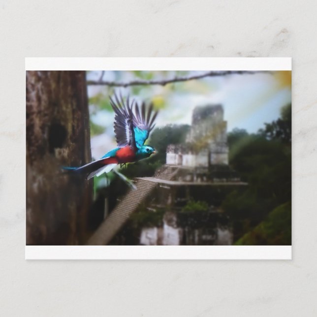Quetzel i Tikal Vykort (Framsida)