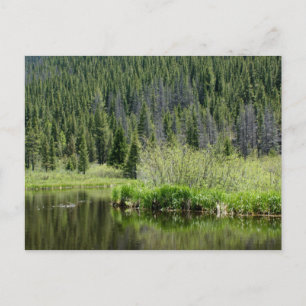 Quiet Fishing Pond-vykort, Winter Park, Colorado Vykort