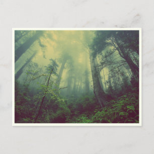 Quiet Forest Vykort