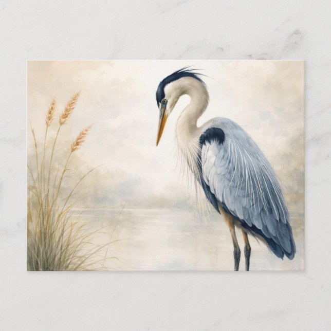 Quiet Marsh Heron | Blue Heron | Postcard Vykort (Framsida)