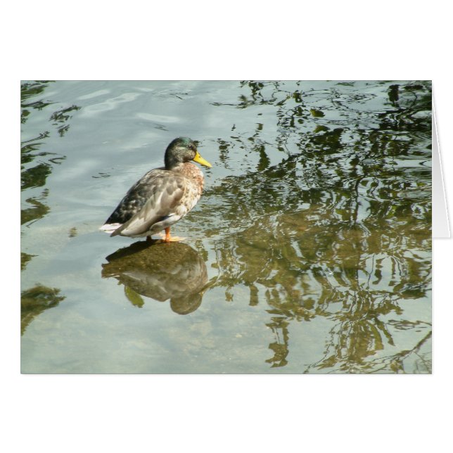 Quiet Vatten | Hälsningskort (Framsidan Horizontal)