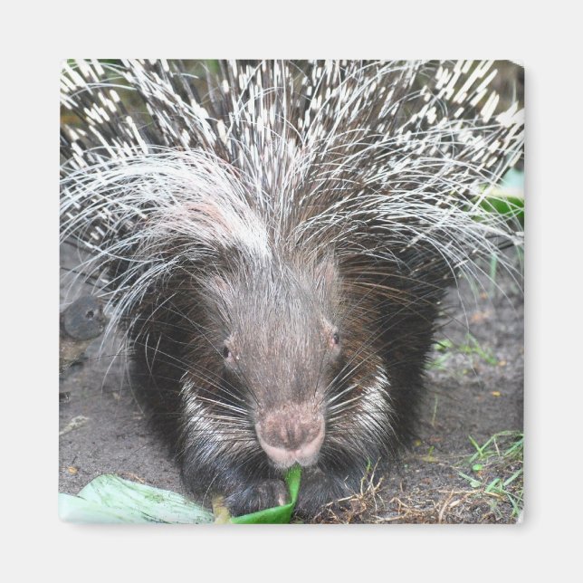 Quilled Porcupine Magnet (Framsidan)