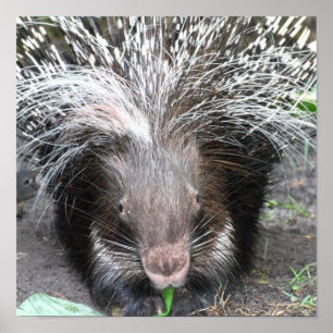 Quilled Porcupineaffisch Poster