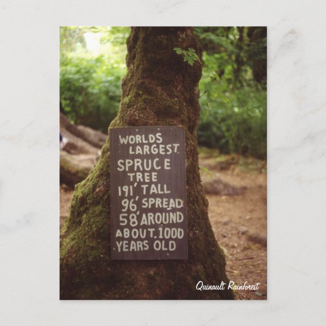 Quinault Rainforest Vykort (Framsida)