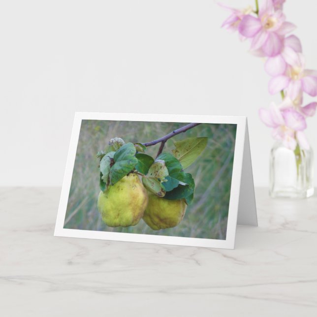 Quince Fruit Kort (Orkide)