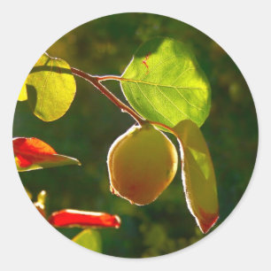 Quince Fruit på Träd Runt Klistermärke