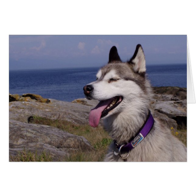 QuinnDog vid havet Hälsningskort (Framsidan Horizontal)