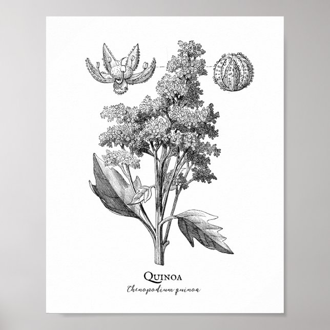 Quinoa Vintage Botanical Illustration Poster (Framsidan)