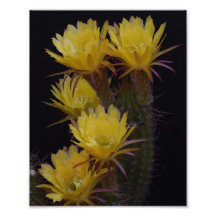Quintuple of cactus blommor