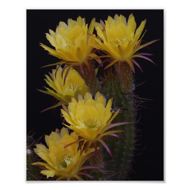 Quintuple of cactus blommor fototryck (Framsidan)