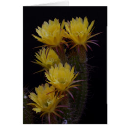 Quintuple of cactus blommor hälsningskort