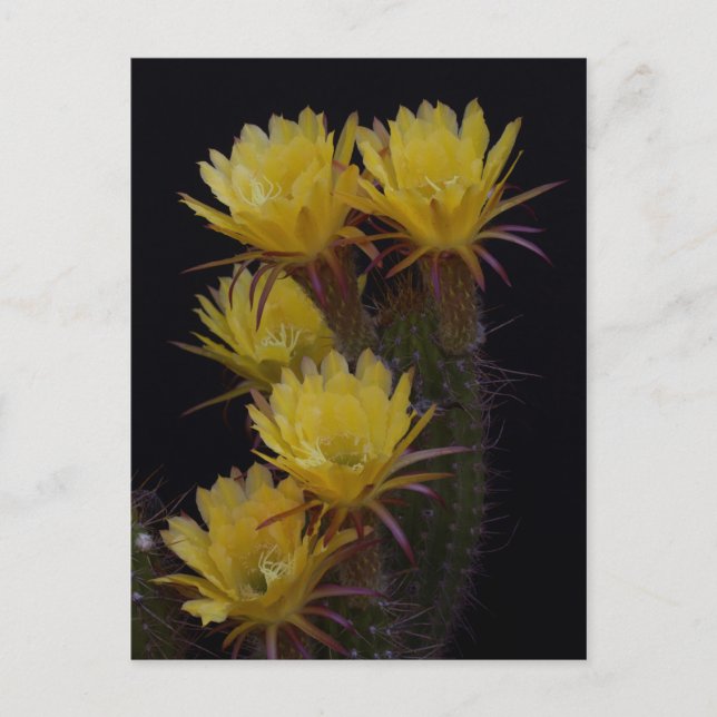 Quintuple of cactus blommor vykort (Framsida)