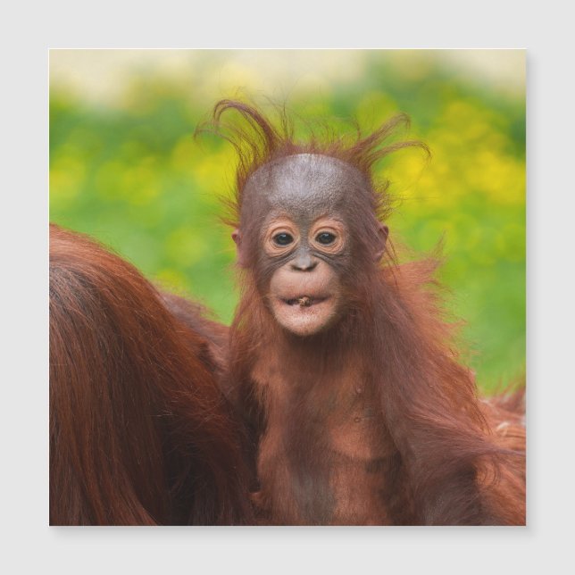 Quirky Charm of an Orangutan Baby (Framsida)