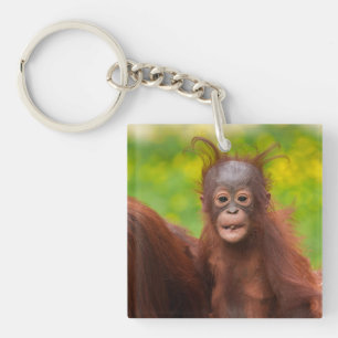 Quirky Charm of an Orangutan Baby