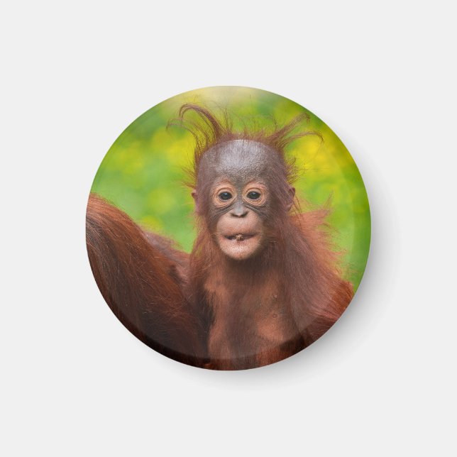 Quirky Charm of an Orangutan Baby Magnet (Framsidan)