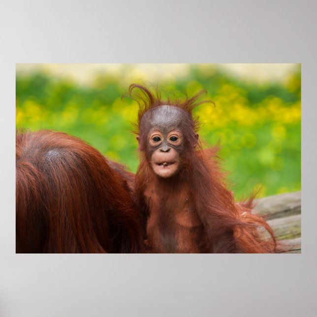 Quirky Charm of an Orangutan Baby Poster (Framsidan)