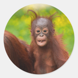 Quirky Charm of an Orangutan Baby Runt Klistermärke