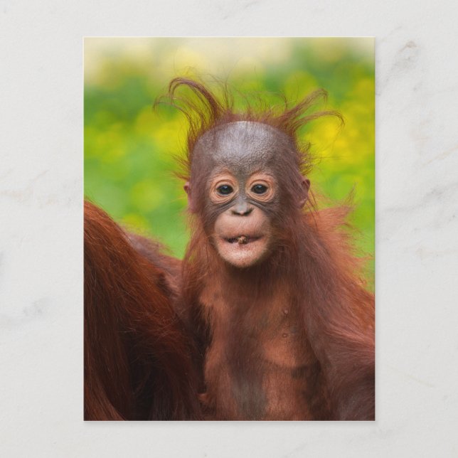 Quirky Charm of an Orangutan Baby Vykort (Framsida)