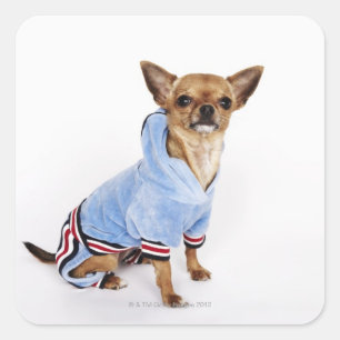 Quirky porträtt i Tekopp Chihuahua 2 Fyrkantigt Klistermärke