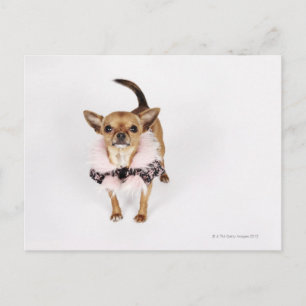 Quirky porträtt i Tekopp Chihuahua Vykort