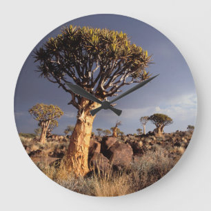 Quiver Träd (Aloe Dichotoma) Stor Klocka