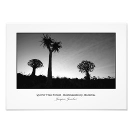 Quiver Träd vid Sunset Fototryck