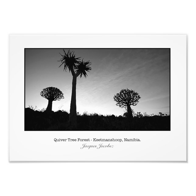 Quiver Träd vid Sunset Fototryck (Framsidan)
