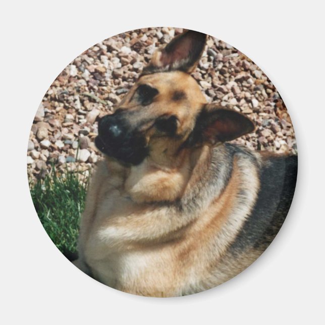 Quizzic German Shepherd Magnet (Framsidan)