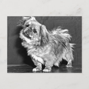 Quizzicle Pekingese Vykort