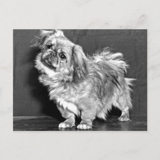Quizzicle Pekingese Vykort