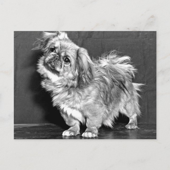 Quizzicle Pekingese Vykort (Framsida)
