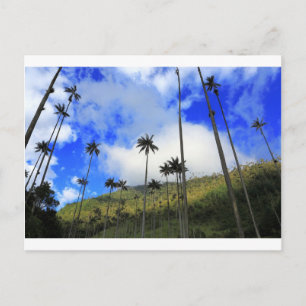 Qunidio vax handflatan i Cocora Valley i Colombia Vykort