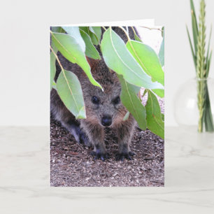 Quokka hälsningkort kort