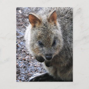 Quokka Helg Vykort