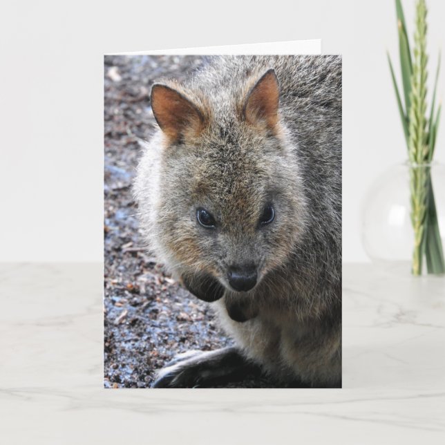 Quokka Kort (Framsida)
