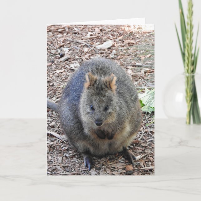 Quokka Kort (Framsida)