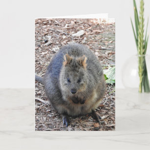 Quokka Kort