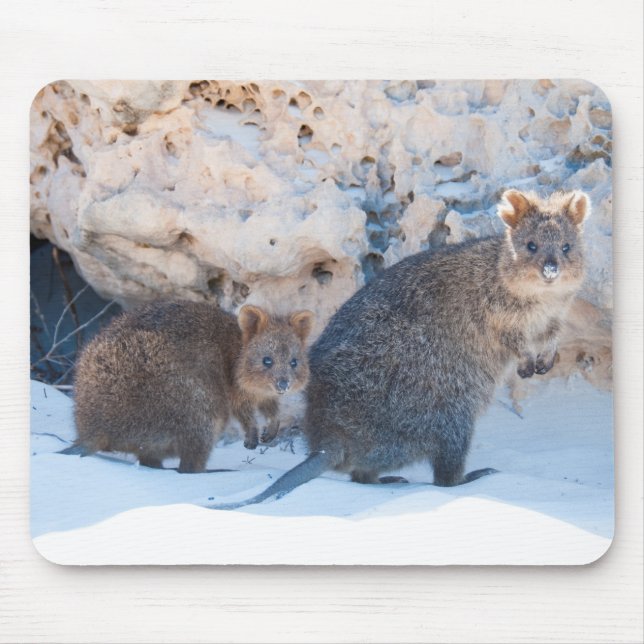 Quokka Musmatta (Framsidan)