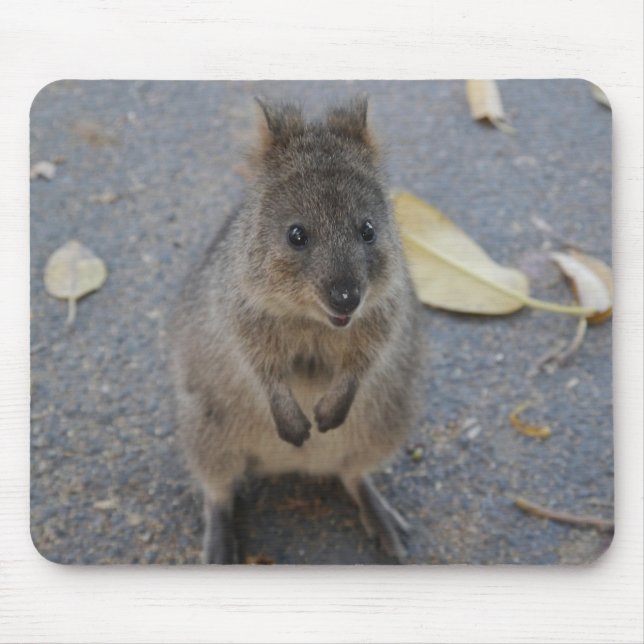 Quokka-musmatta Musmatta (Framsidan)