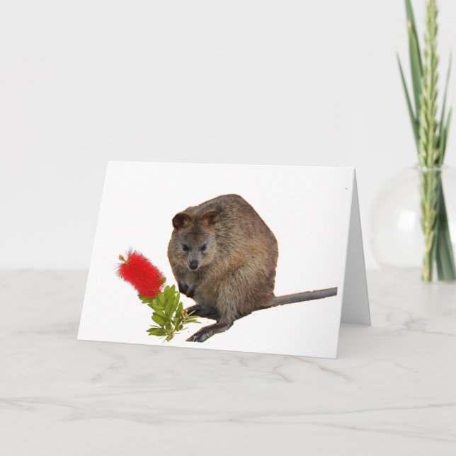 Quokka och Bottlebrush Kort (Framsida)