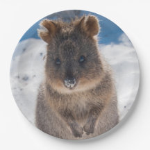 Quokka on the beach Australia, Cute Animal Photo