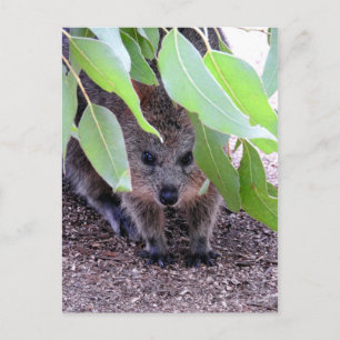 Quokka Postcard Vykort