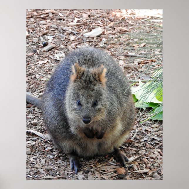 Quokka Poster (Framsidan)