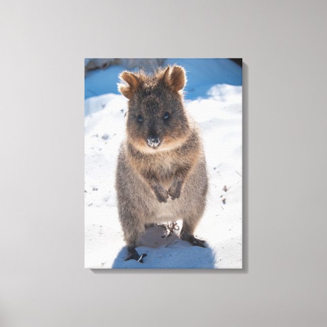 Quokka, Rottnest Island, Australien Canvastryck (Framsida)