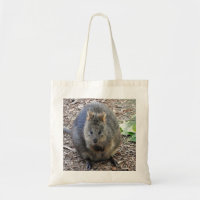 Quokka