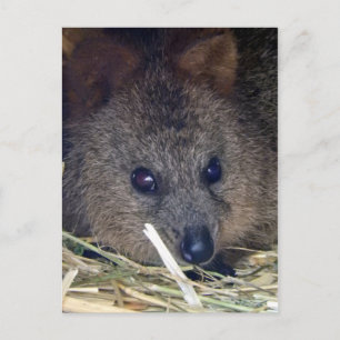Quokka Vykort