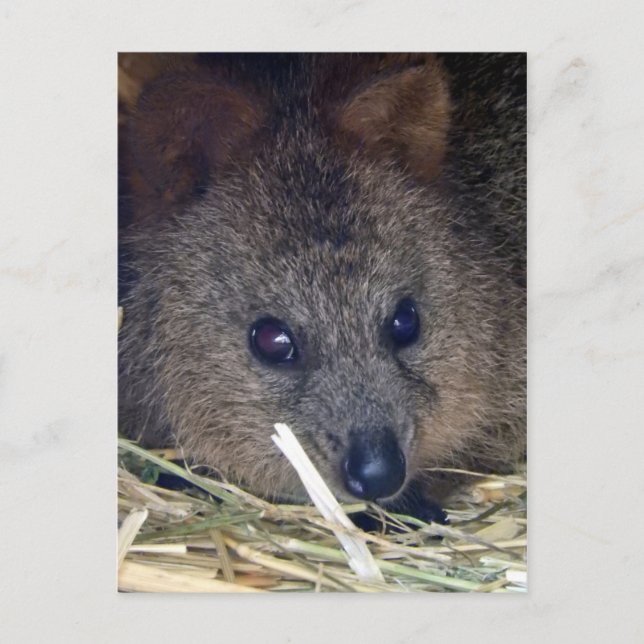 Quokka Vykort (Framsida)