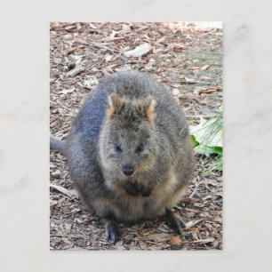 Quokka Vykort