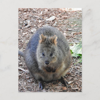 Quokka Vykort